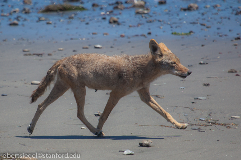 coyote